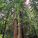 Chalet Nel Bosco In Toscana Con Vasca Esclusiva Ruota