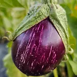 Nel Bosco In Toscana Con Vasca Esclusiva Ruota